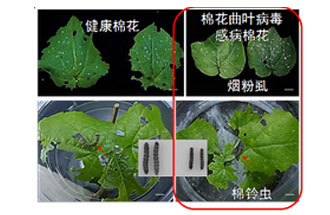 近日，微生物研究所發(fā)現(xiàn)雙生病毒調(diào)控植物免疫平衡實(shí)現(xiàn)全新生態(tài)功能